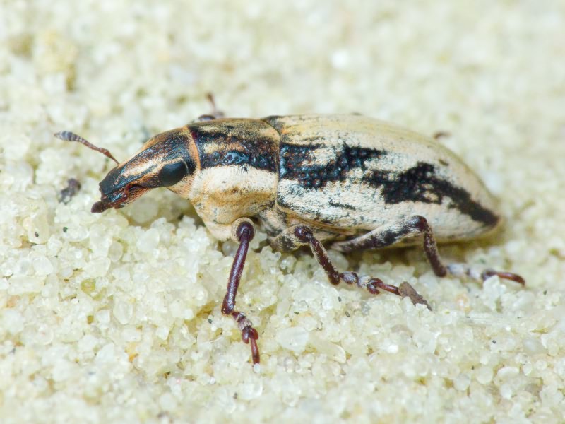 Bothynoderes declivis (Olivier, 1807)